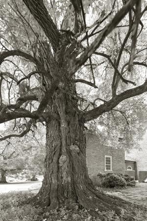 Champion osage orange
